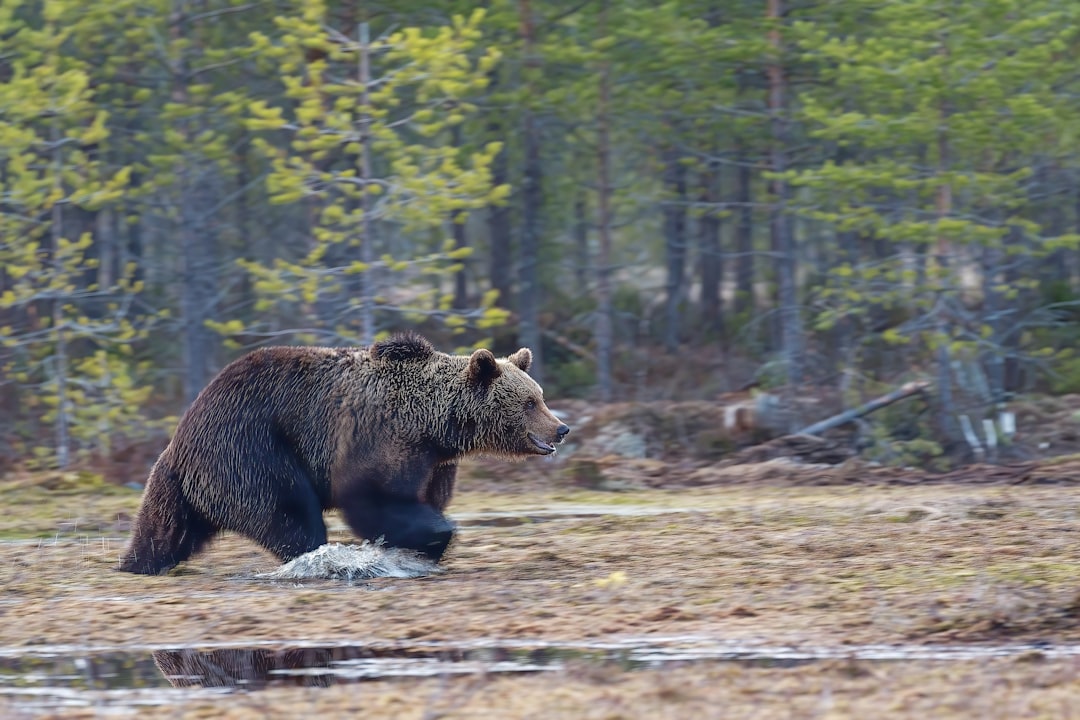 brown bear on green grass field during daytime