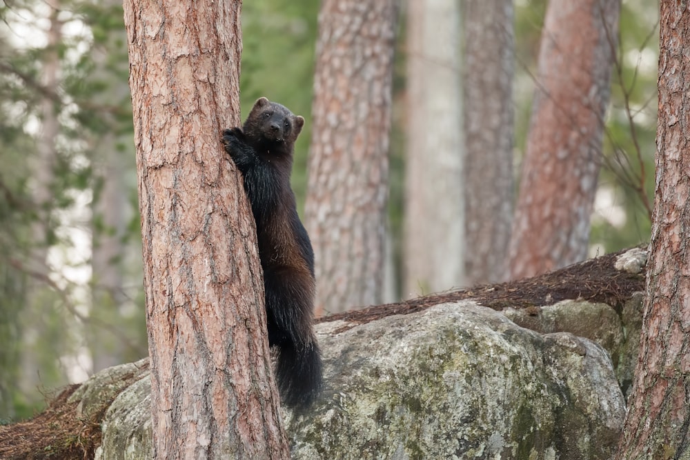 Schwarzes und braunes Eichhörnchen am braunen Baumstamm tagsüber