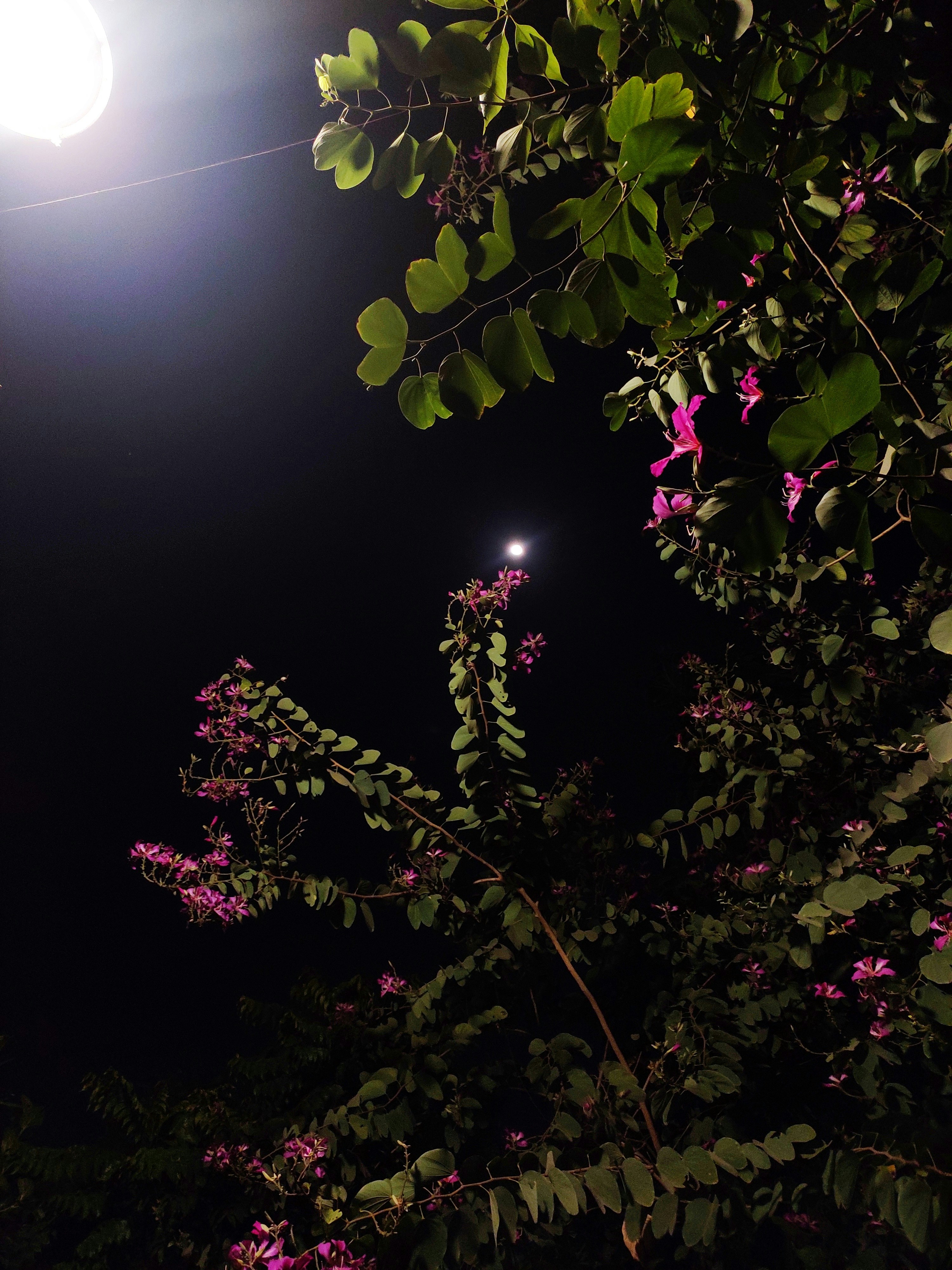 Moonlit Garden