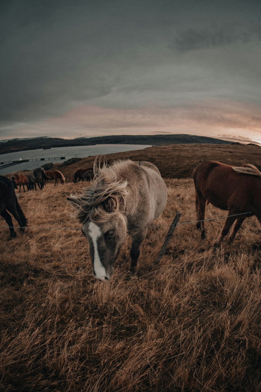 chevaux sur un champ d’herbe brune pendant la journée