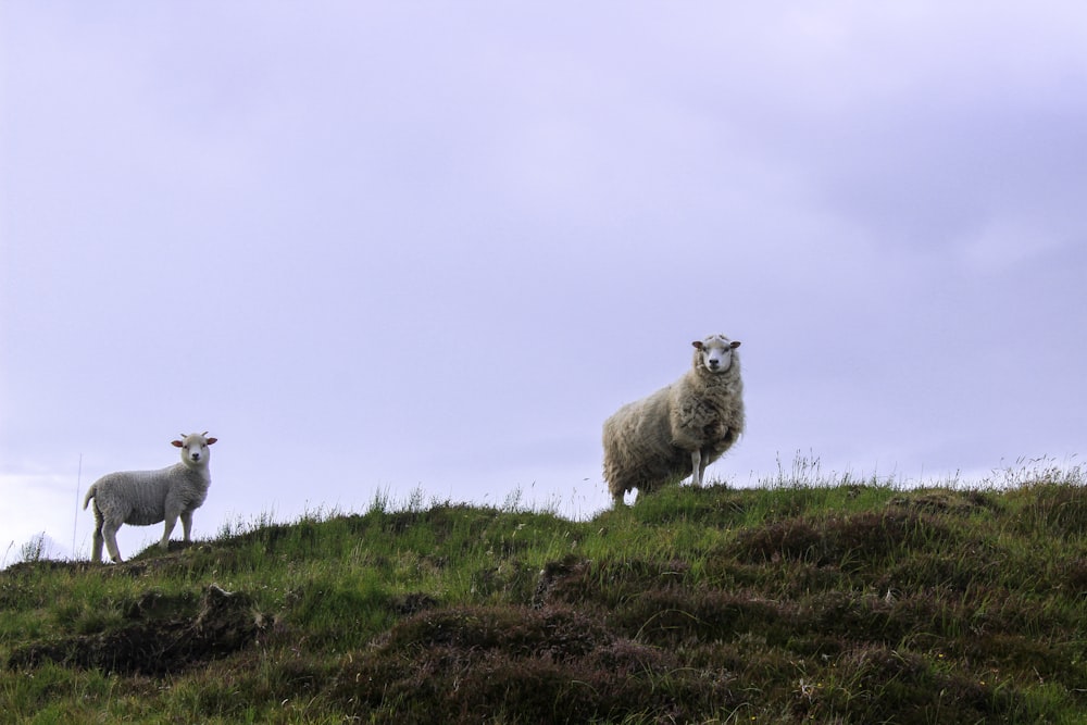 white sheep on green grass field during daytime