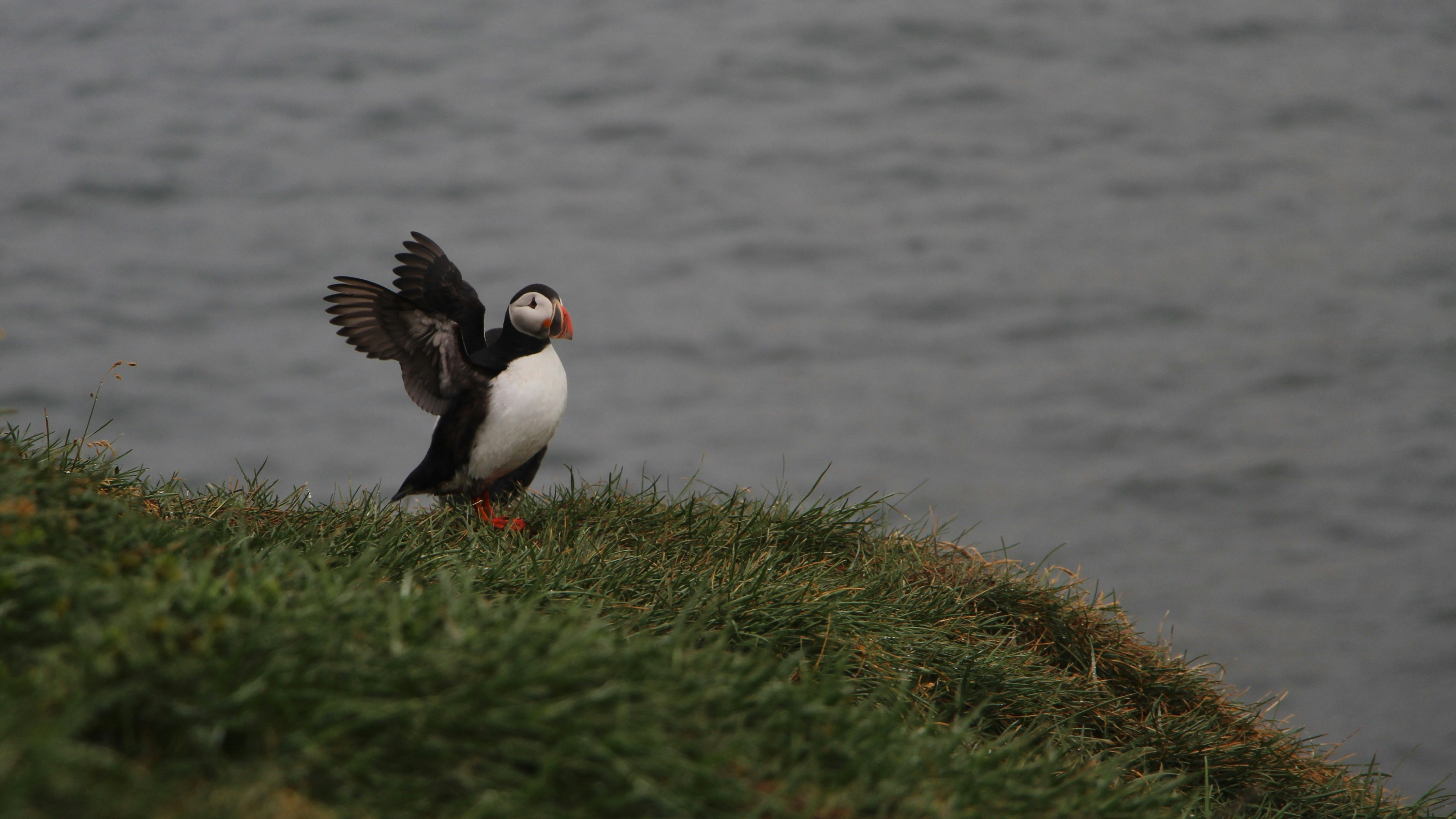 black and white bird on green grass during daytime