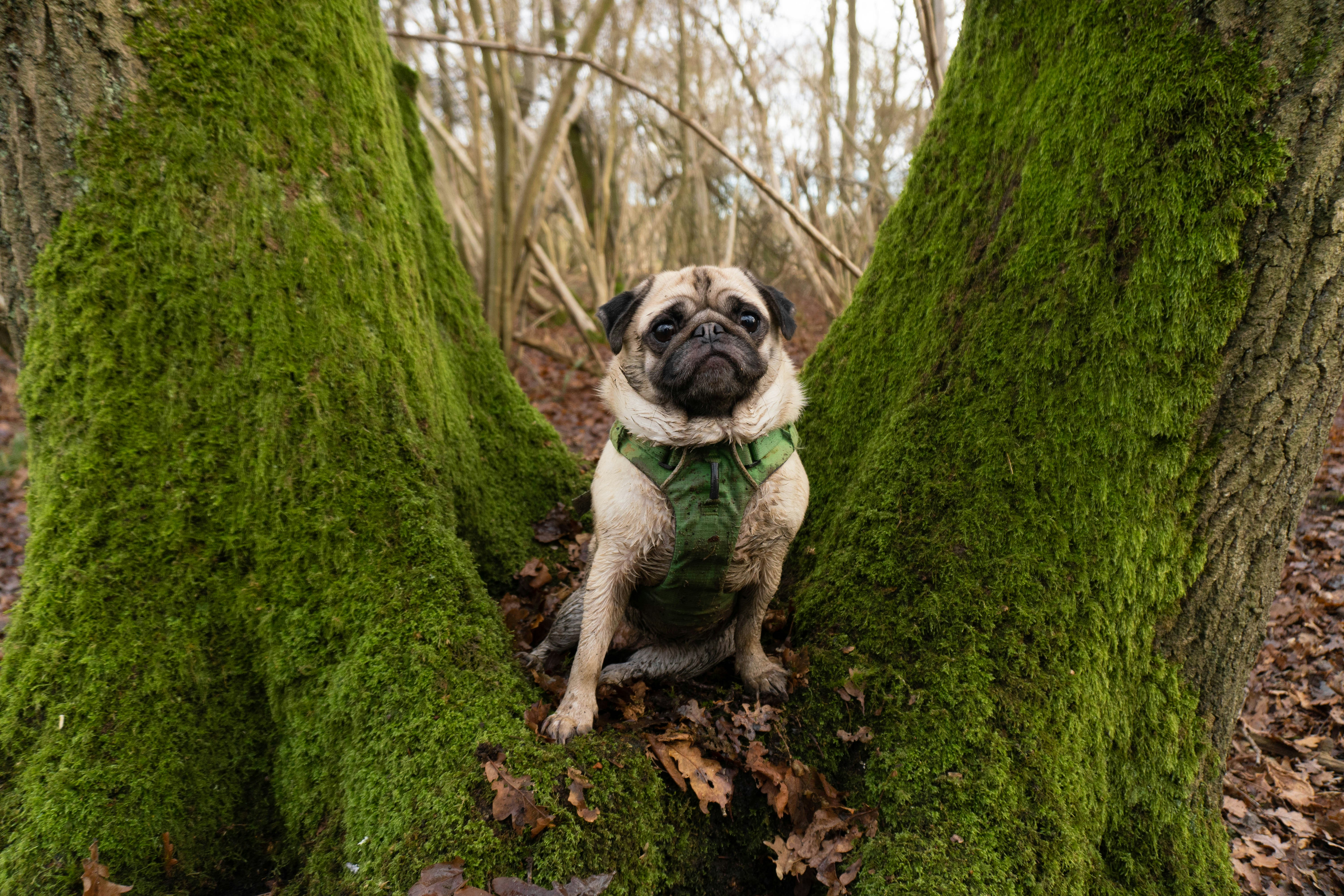 fawn pug on green moss