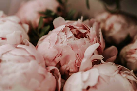 pink roses in close up photography
