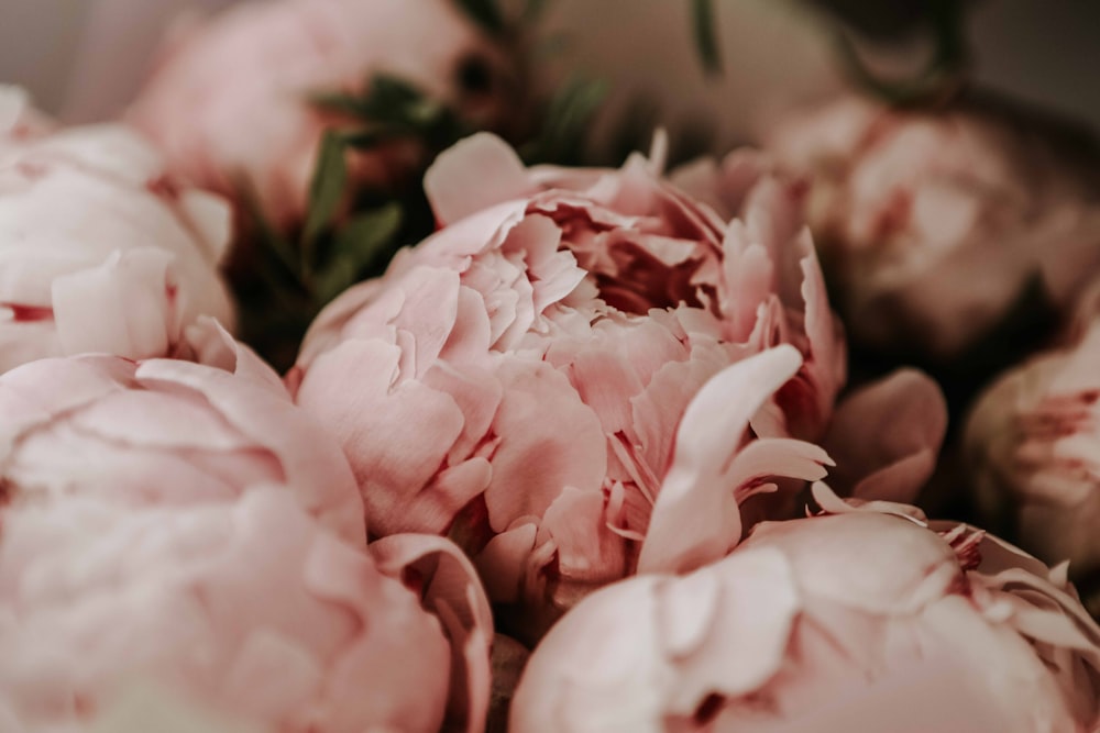 Rosas rosadas en fotografía de primer plano