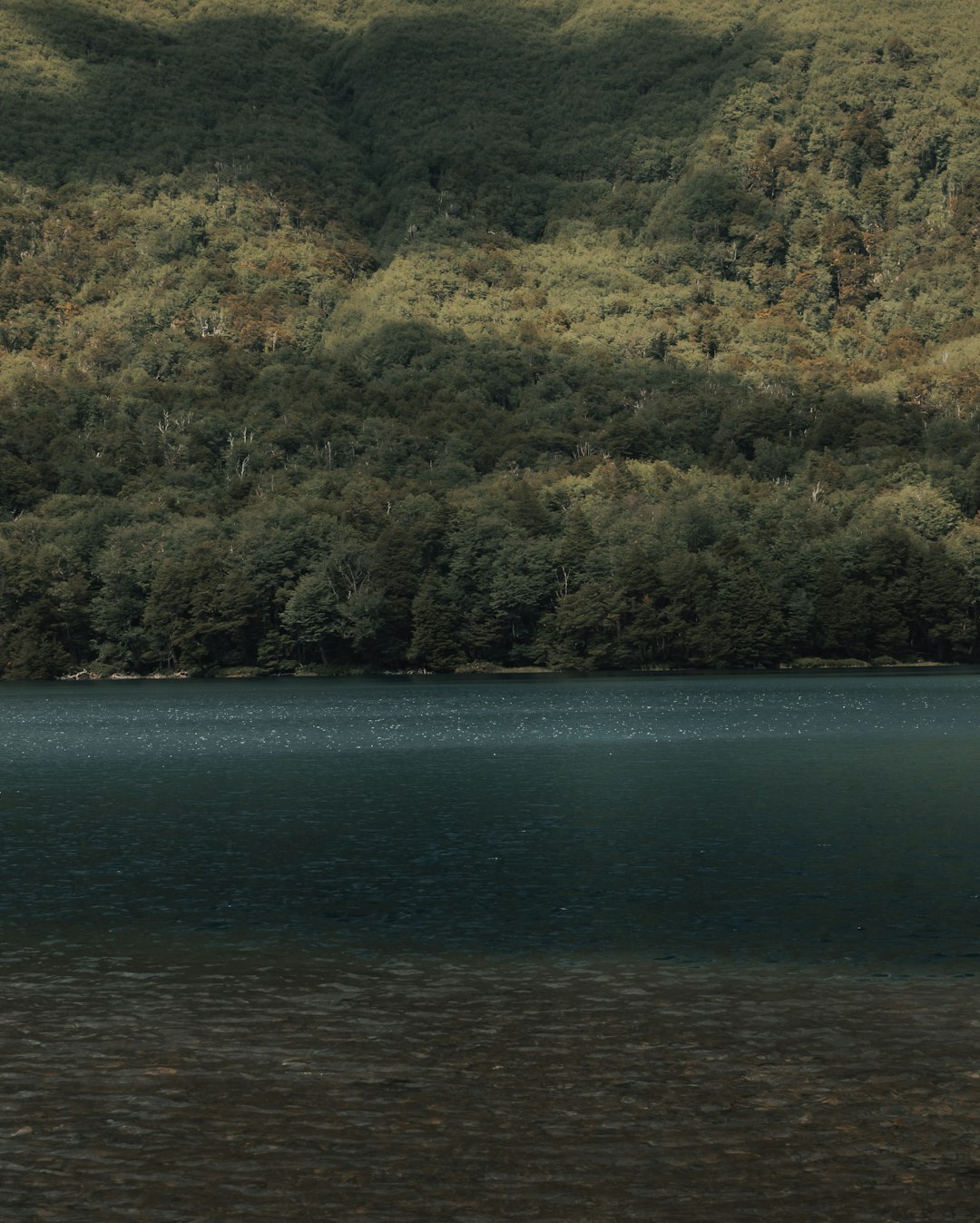 green trees beside body of water during daytime