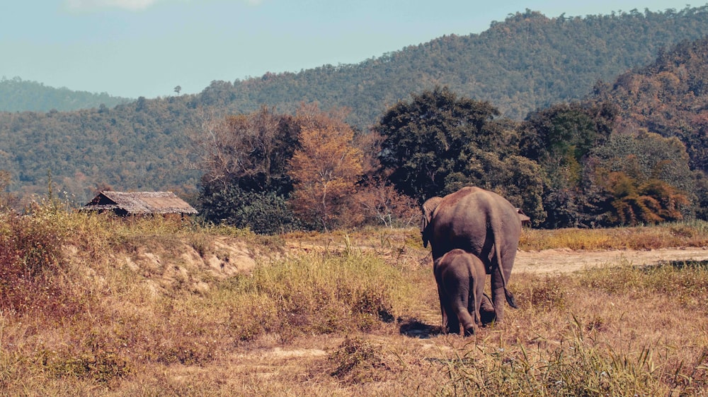 brown elephant on brown grass field during daytime