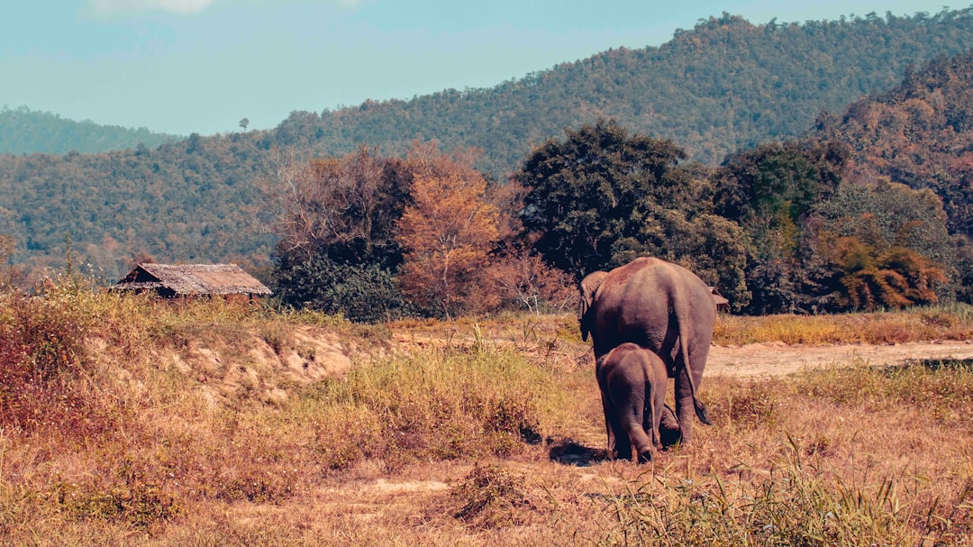 brown elephant on brown grass field during daytime