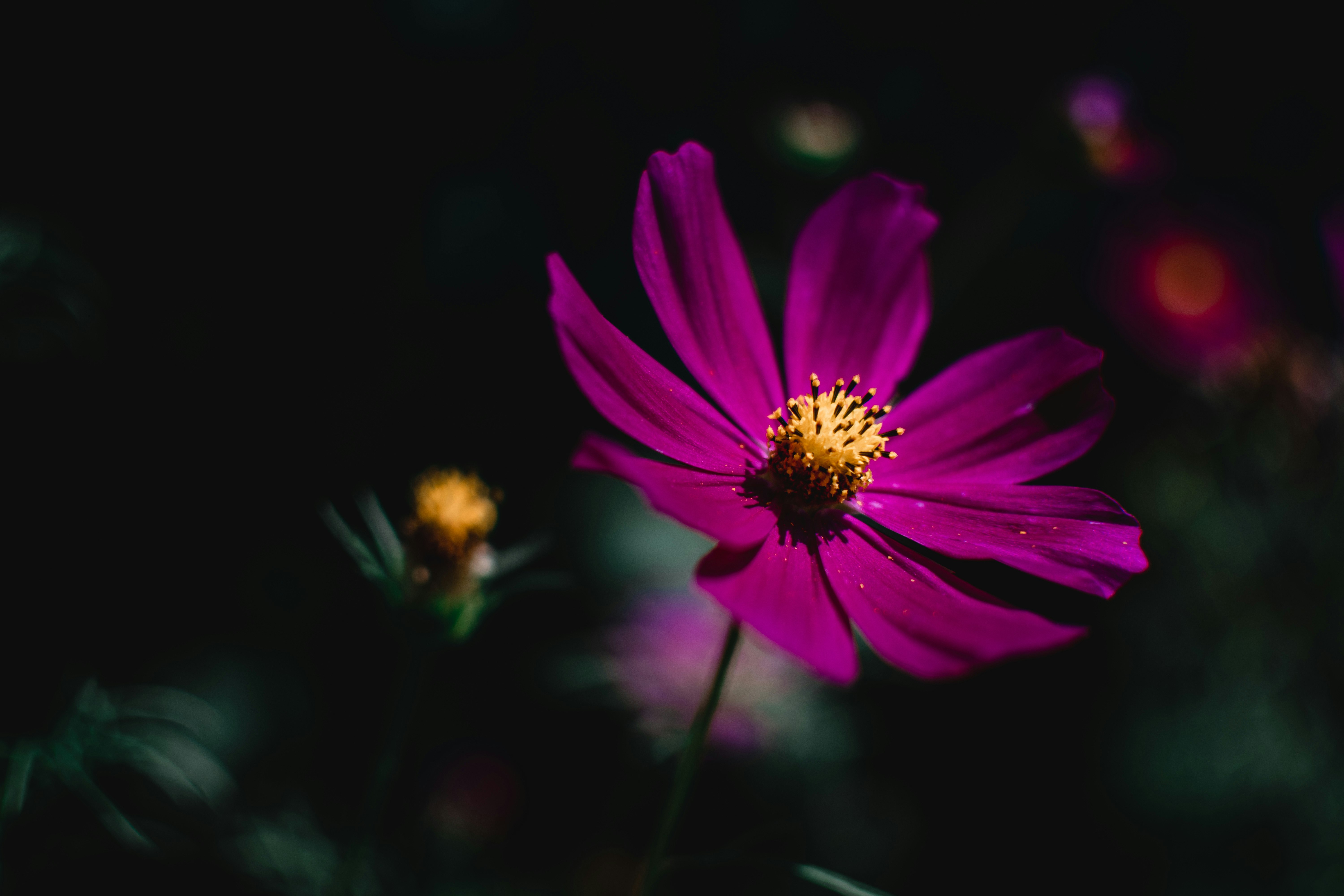 purple flower in tilt shift lens