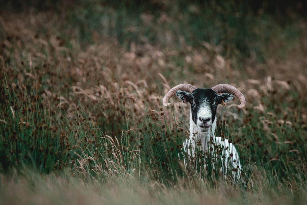 white and black sheep on green grass during daytime