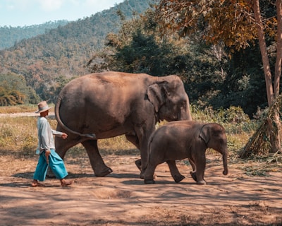 woman in white shirt and blue pants standing beside brown elephant during daytime