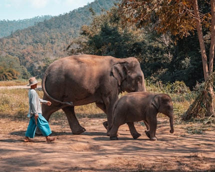 woman in white shirt and blue pants standing beside brown elephant during daytime