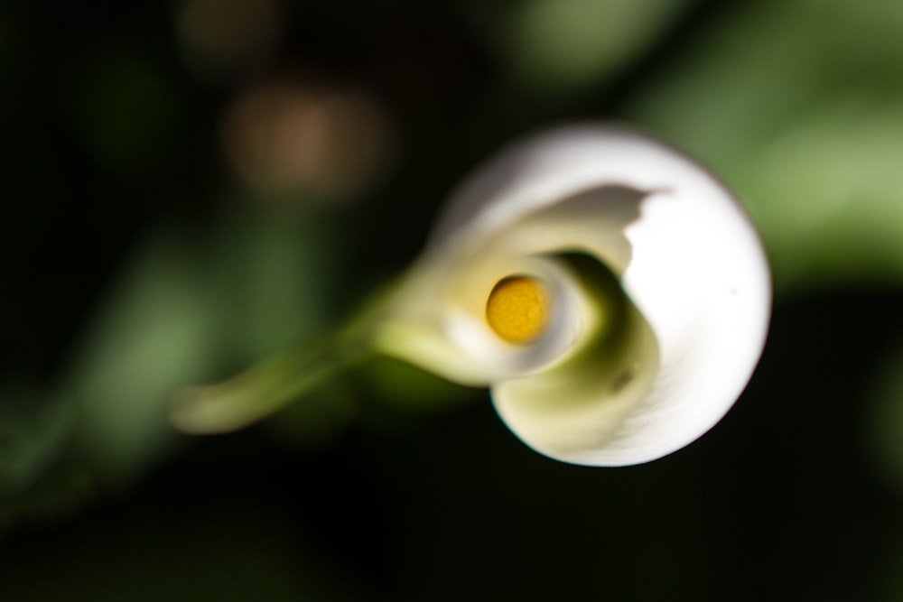 white and yellow flower in macro lens