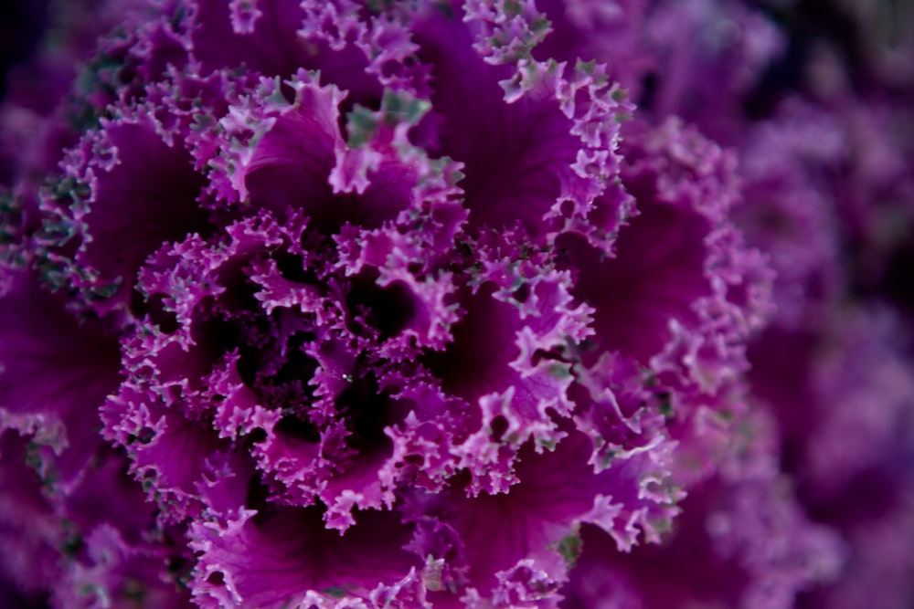 Flor púrpura en lente macro