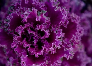 purple flower in macro lens