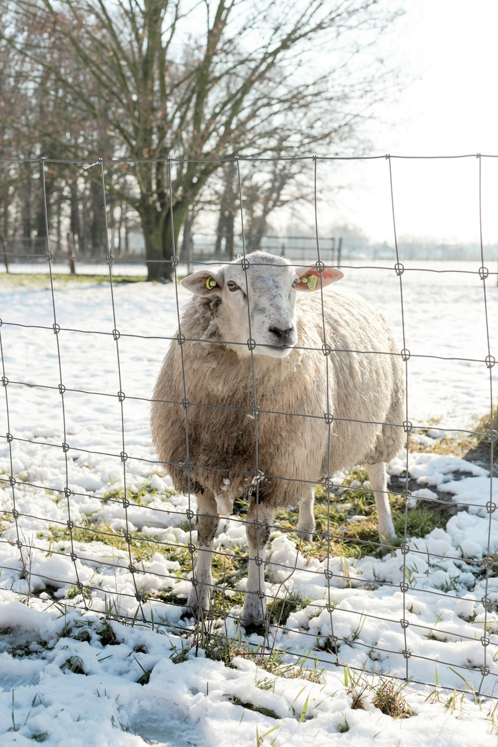 white sheep on white snow covered ground during daytime