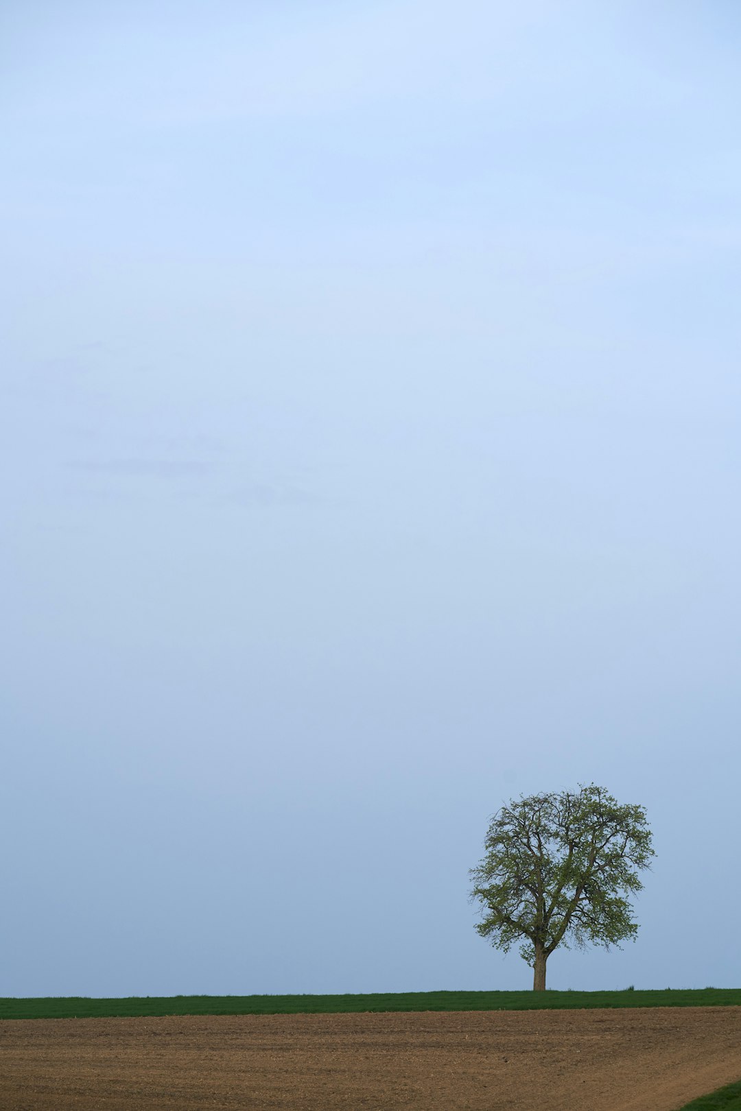 green tree under white sky