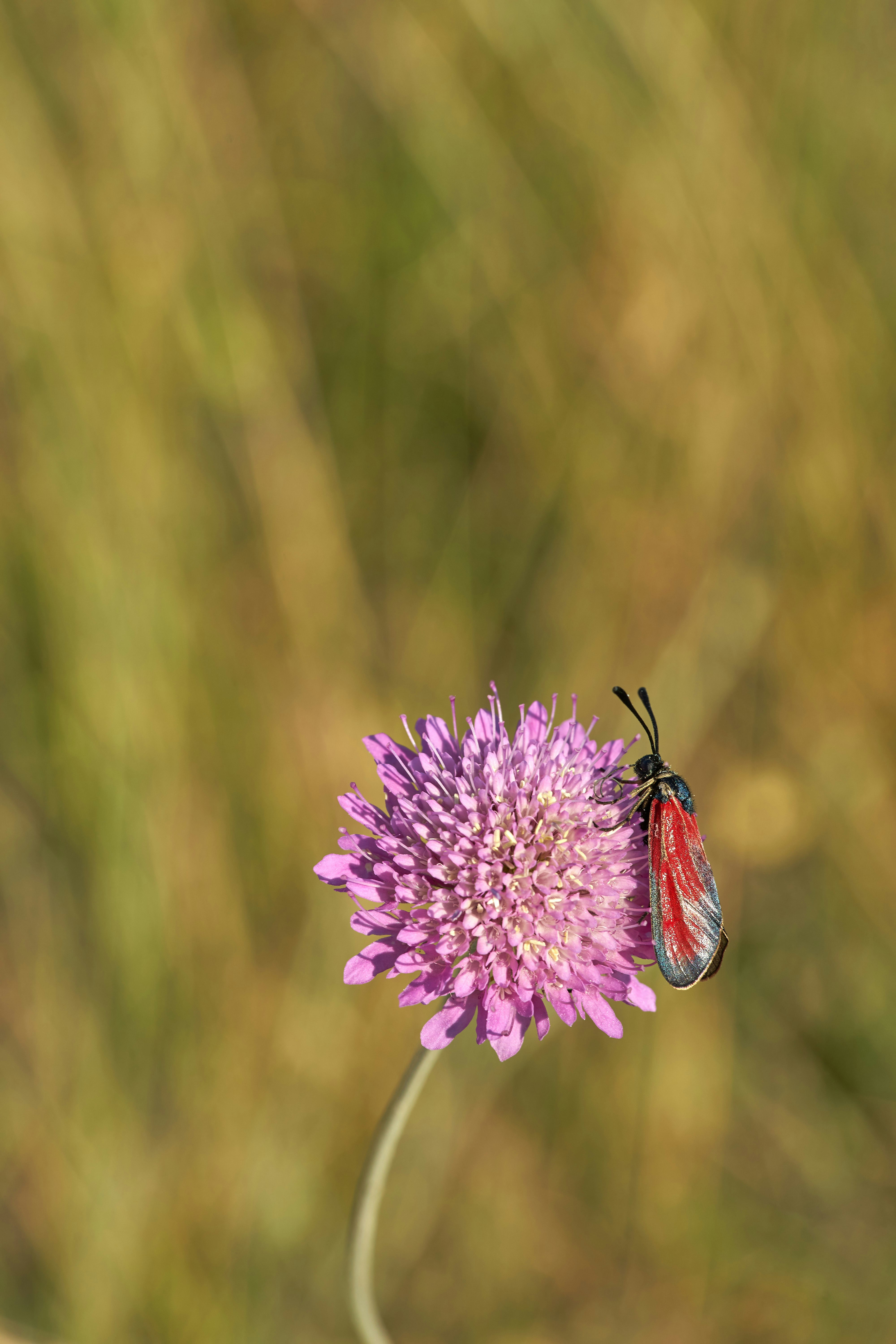 Photo by wolfgang_hasselmann