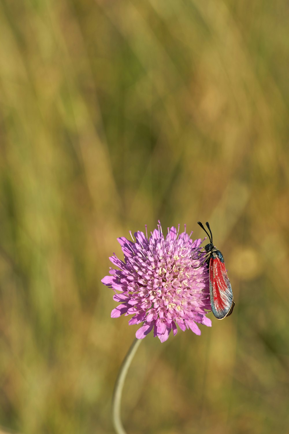 borboleta preta e vermelha empoleirada na flor roxa em fotografia de perto durante o dia