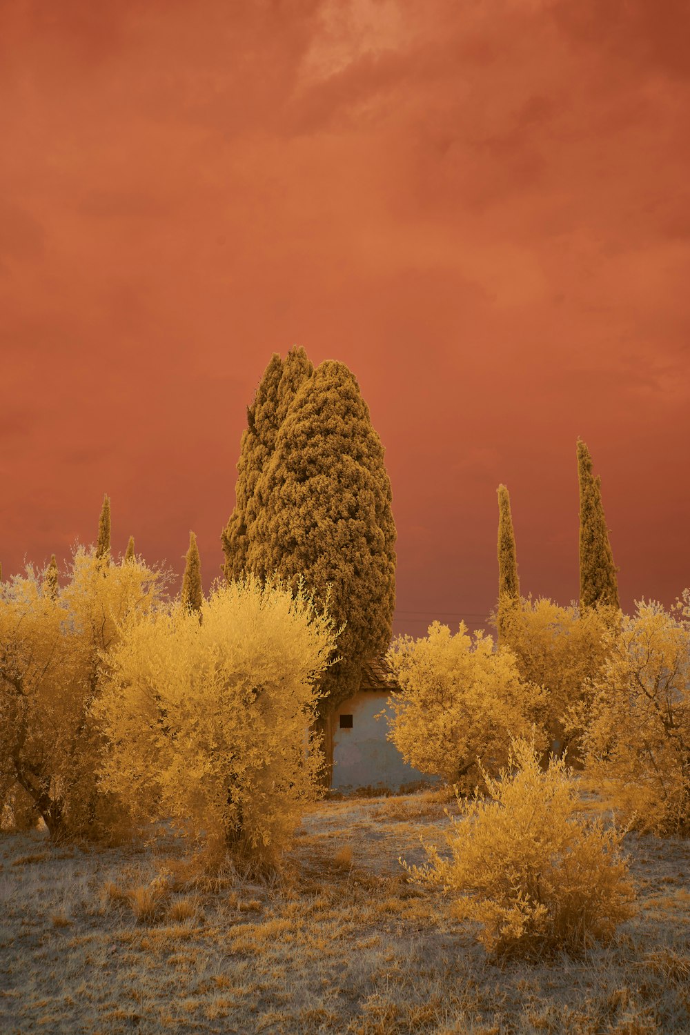 brown and green trees under orange sky