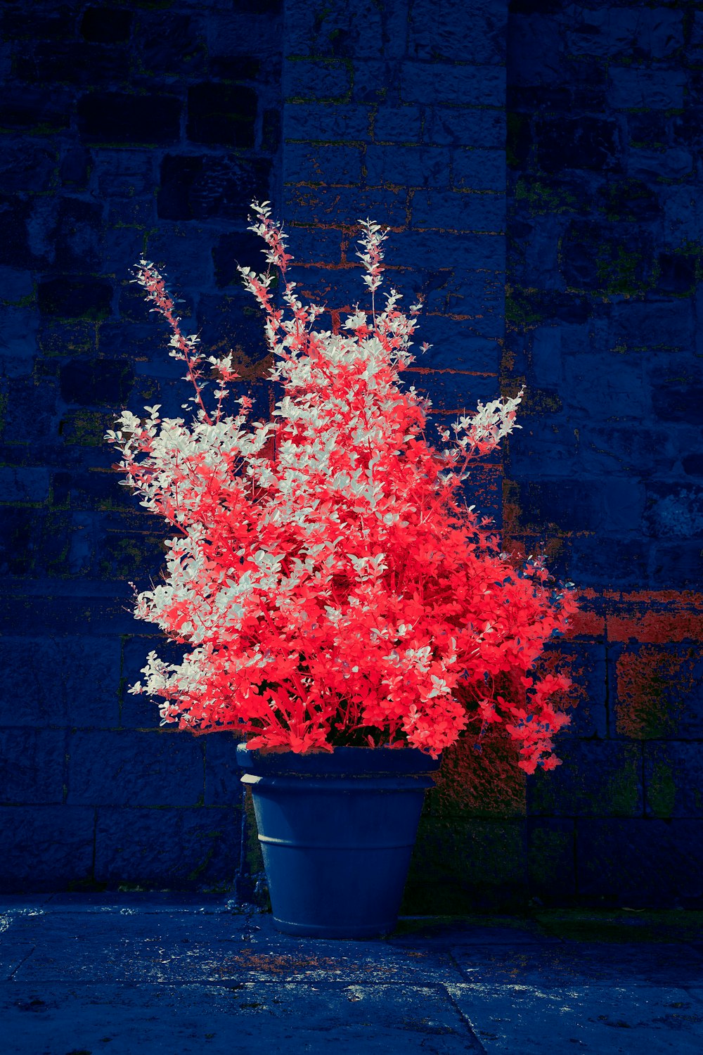 red and green plant on blue pot