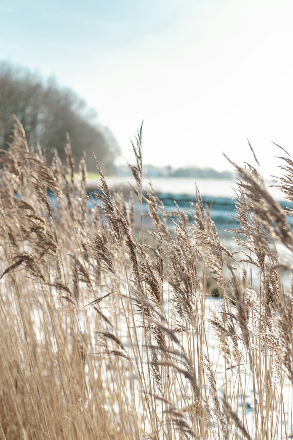 white grass field during daytime