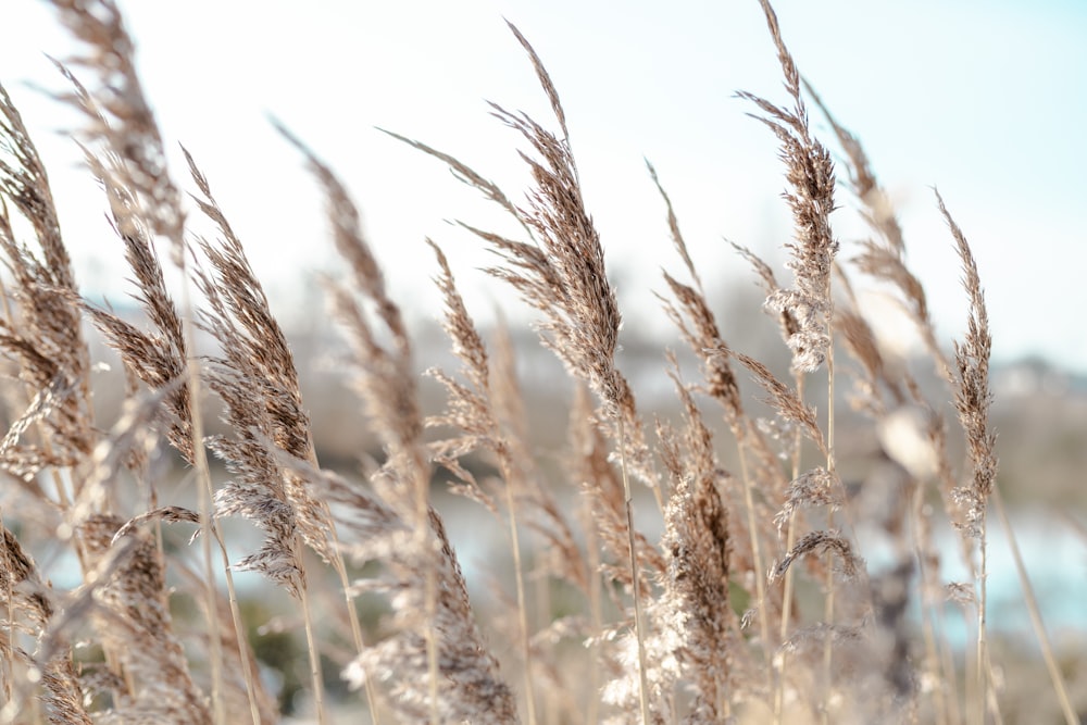 brown wheat field during daytime