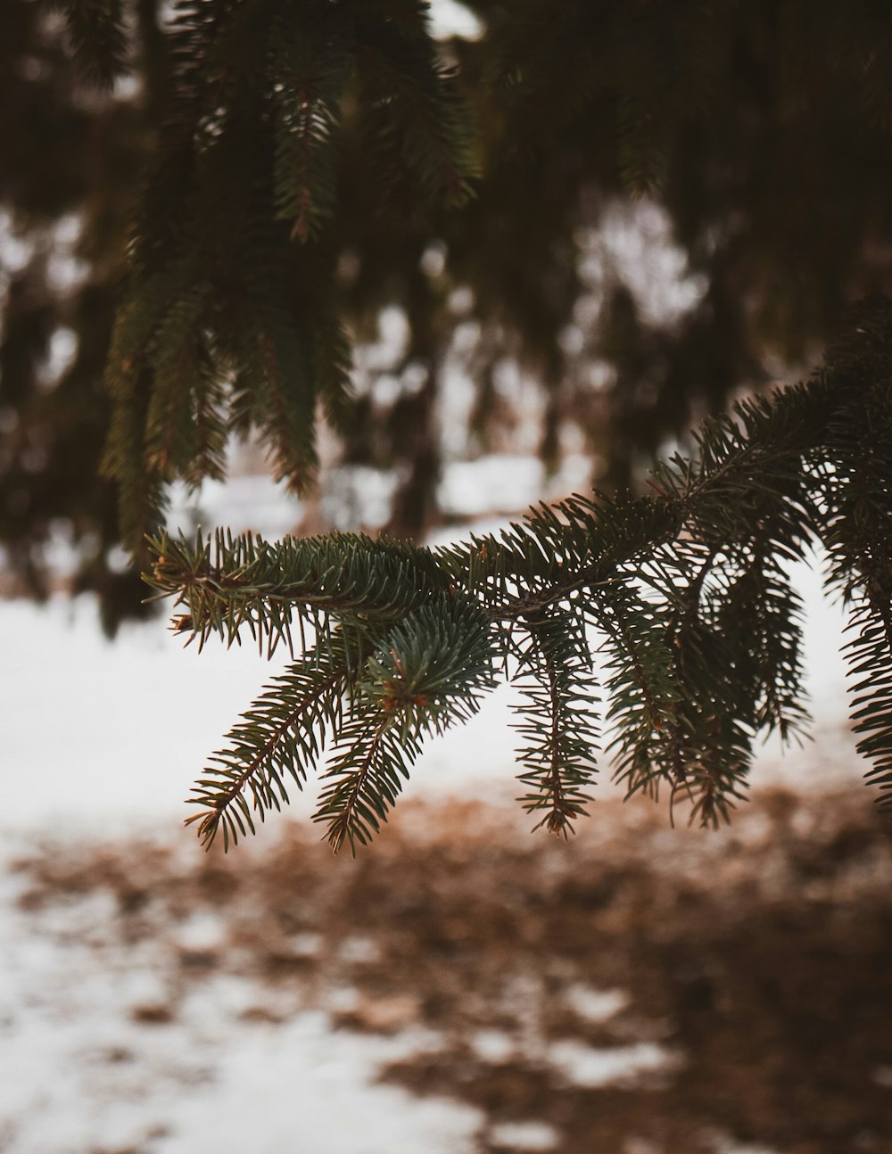 green pine tree covered with snow