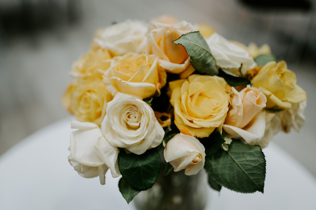 yellow roses in white ceramic vase