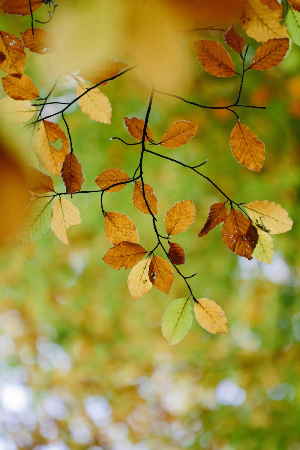 brown leaves in tilt shift lens