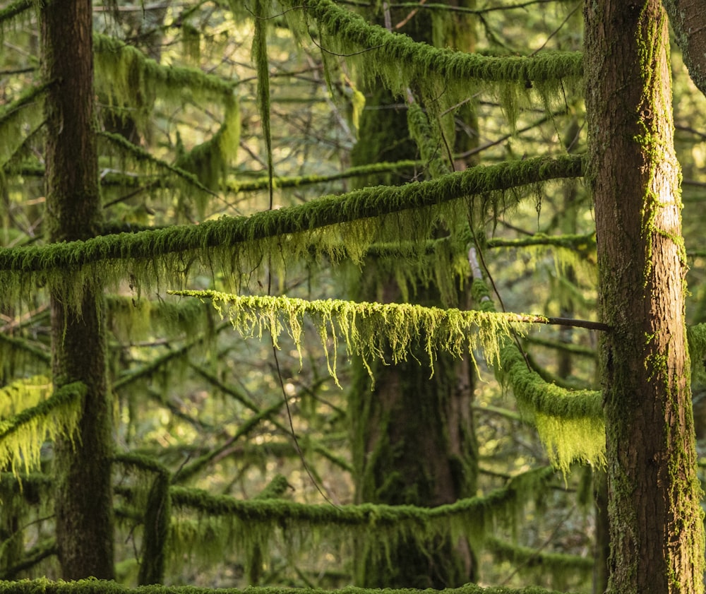 green moss on brown tree trunk