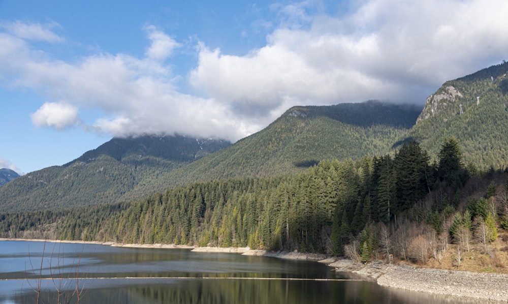 green trees near lake under white clouds and blue sky during daytime