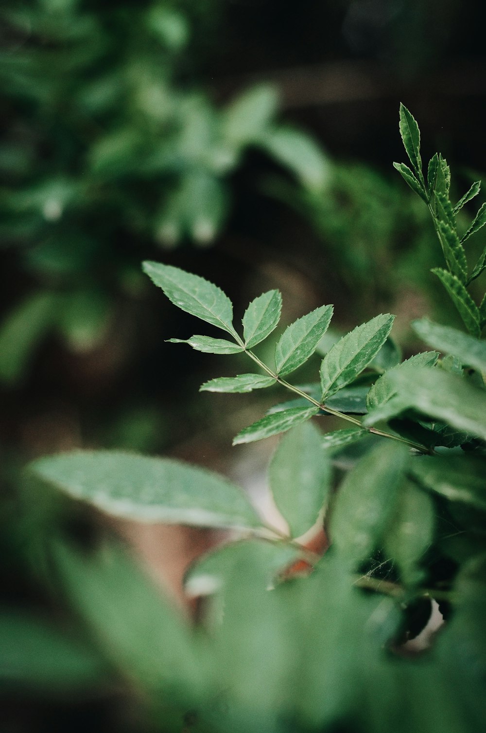 green leaf plant in close up photography