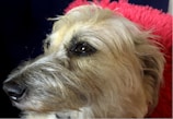 A close-up of a dog with light-colored fur and expressive eyes. The dog's face is highlighted, showing details in the texture of its fur and the wetness of its nose. In the background, there is a vivid pink color, possibly a blanket or cushion.