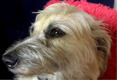 A close-up of a dog with light-colored fur and expressive eyes. The dog's face is highlighted, showing details in the texture of its fur and the wetness of its nose. In the background, there is a vivid pink color, possibly a blanket or cushion.