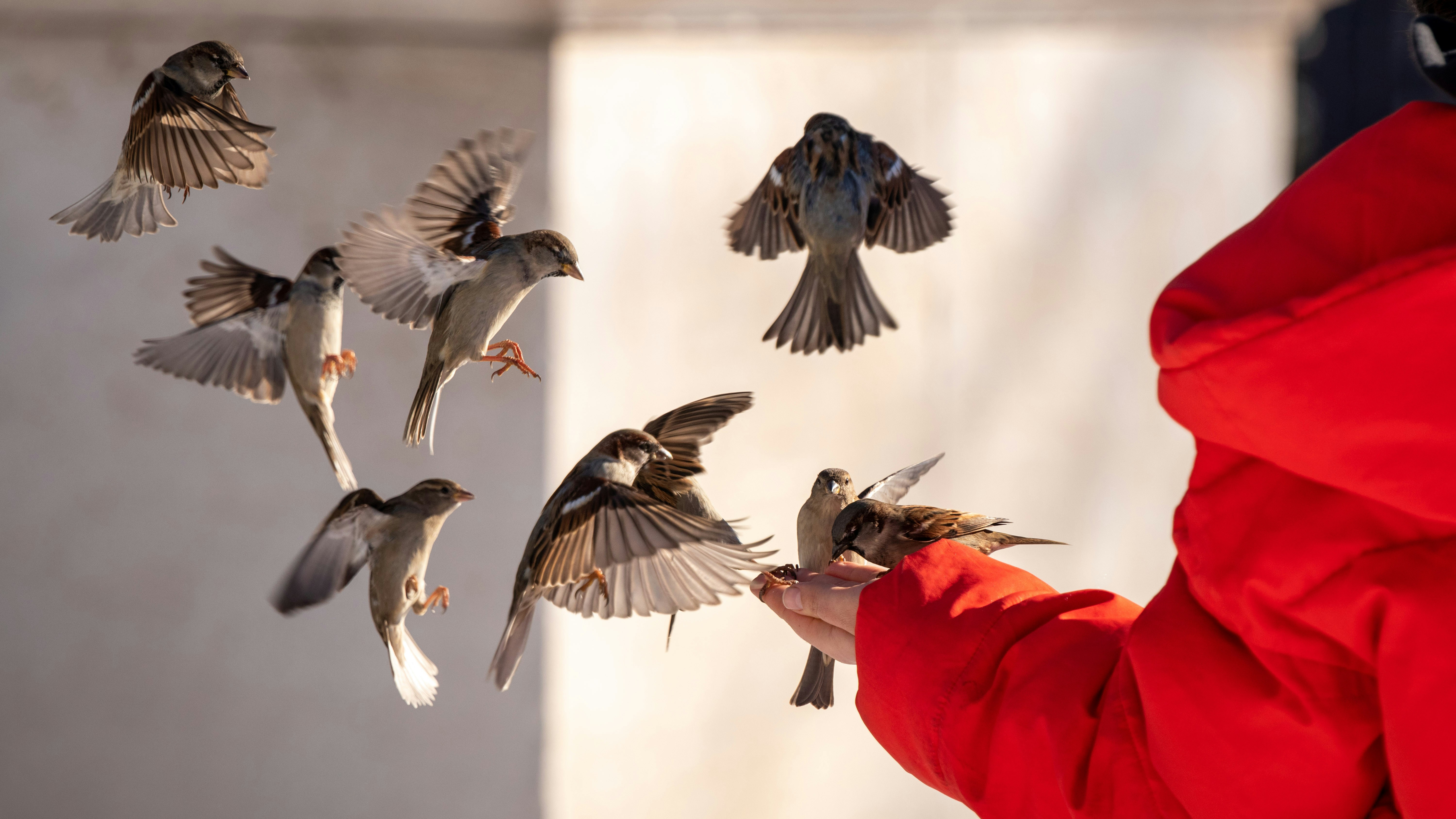 four birds on red textile, A young woman feeding birds (sparrows) at the entrance of El Retiro Park in Madrid, closed after the heavy snowfall which paralyzed the city during a week.