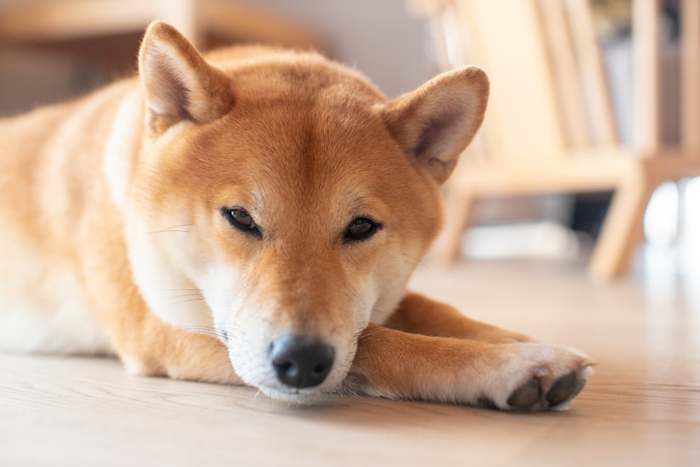 白い床に横たわる茶色と白の短いコートの犬