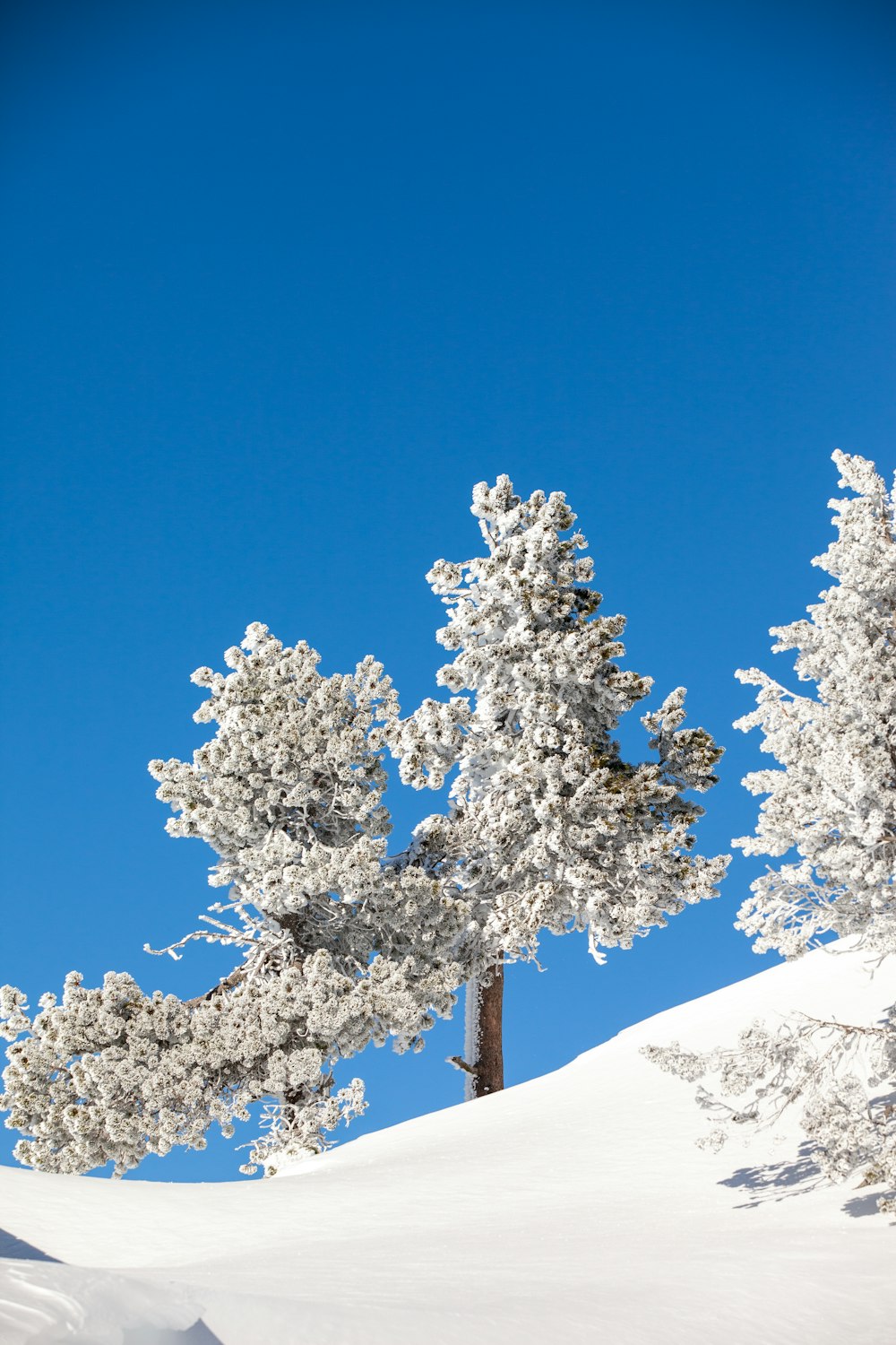 snow covered tree on snow covered mountain during daytime