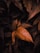 Leaves with a dark and moody aesthetic are present, with several overlapping layers. The leaves are highlighted with a warm brown and orange tint, creating a dramatic contrast against the nearly black background.