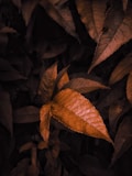 Leaves with a dark and moody aesthetic are present, with several overlapping layers. The leaves are highlighted with a warm brown and orange tint, creating a dramatic contrast against the nearly black background.
