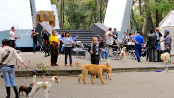 Colorful dog festival with happy dogs and their owners enjoying outdoor activities.