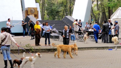A lively outdoor scene featuring people and dogs in what appears to be a park setting. Several individuals are gathered around, some are standing, and others are in conversation. A variety of dogs, including large and small breeds, are present, some on leashes held by their owners. The environment is structured with a paved area, steps, and what looks like a monument or art installation in the background. Trees and greenery add to the setting, suggesting a relaxed and social atmosphere.