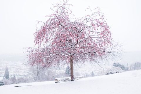 pink leaf tree on snow covered ground during daytime