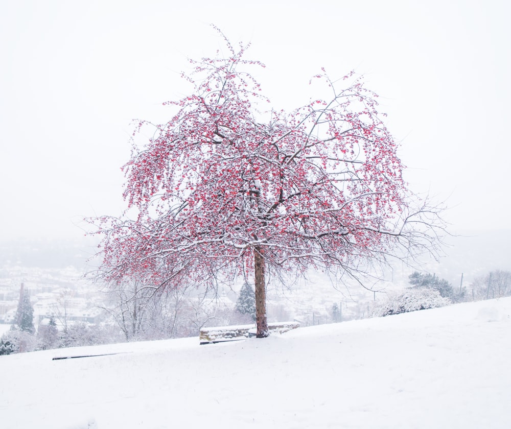 昼間の雪に覆われた地面にピンクの葉の木