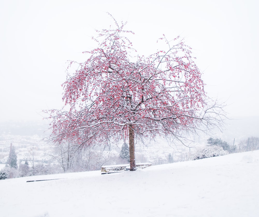 árvore da folha cor-de-rosa no solo coberto de neve durante o dia