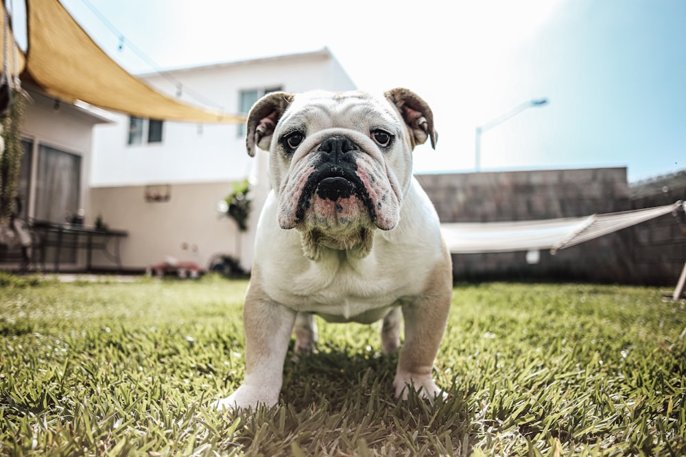 buldogue branco e marrom na grama verde durante o dia