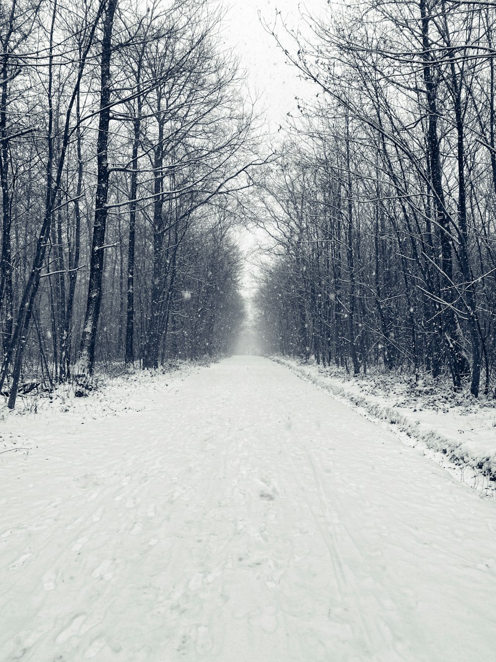 昼間の裸木の間の雪に覆われた道路