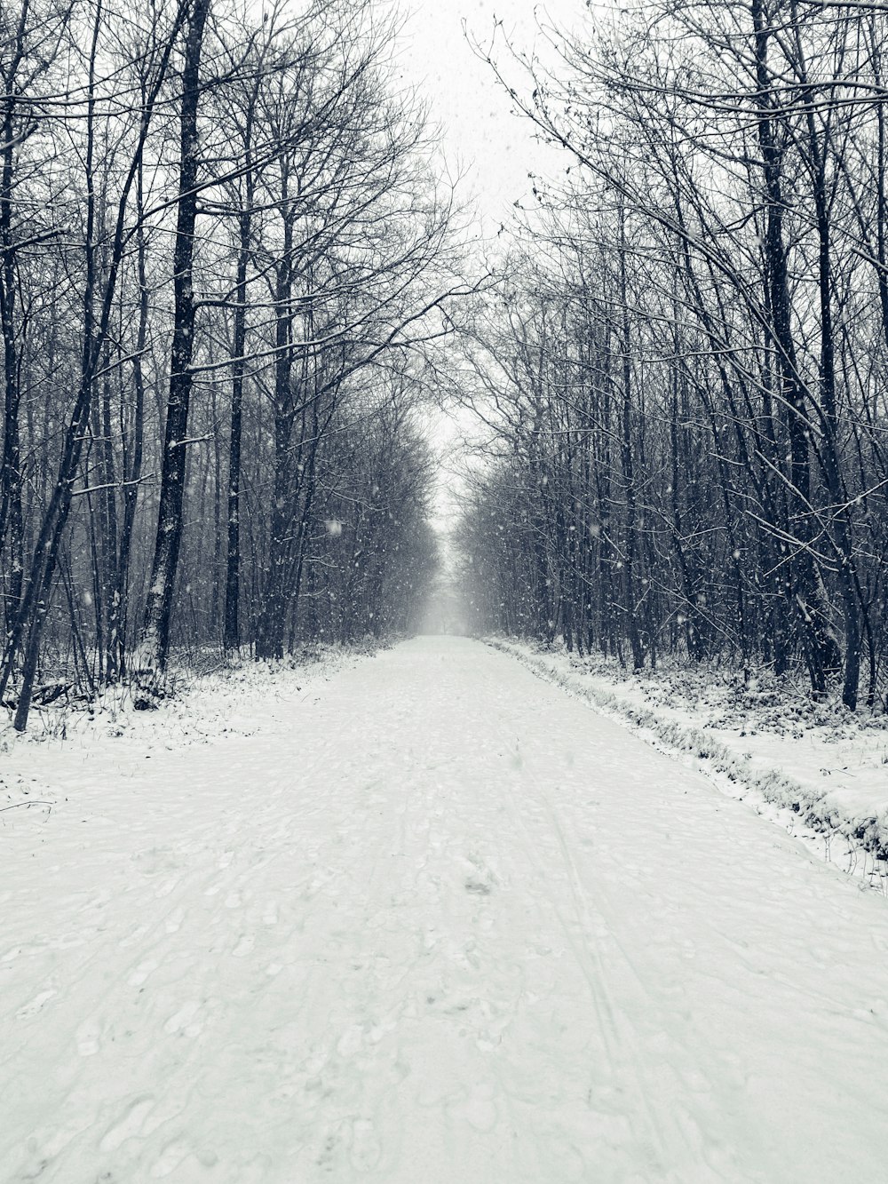 snow covered road between bare trees during daytime
