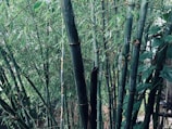 Tall, dense bamboo stalks with rich green leaves form a lush thicket. The bamboo varies in thickness and stands upright, creating a serene and natural appearance.