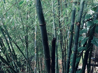 Tall, dense bamboo stalks with rich green leaves form a lush thicket. The bamboo varies in thickness and stands upright, creating a serene and natural appearance.
